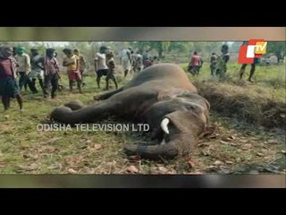 Tusker Found Dead In Sambalpur