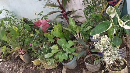 Kong Gulay Tinanim  Ninyo 