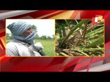 Farmers In Distress As Chakada Pests Damage Paddy In Bargarh