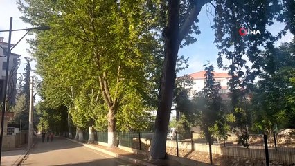 Yuvasından düşen yavru baykuşu esnaf misafir ediyor