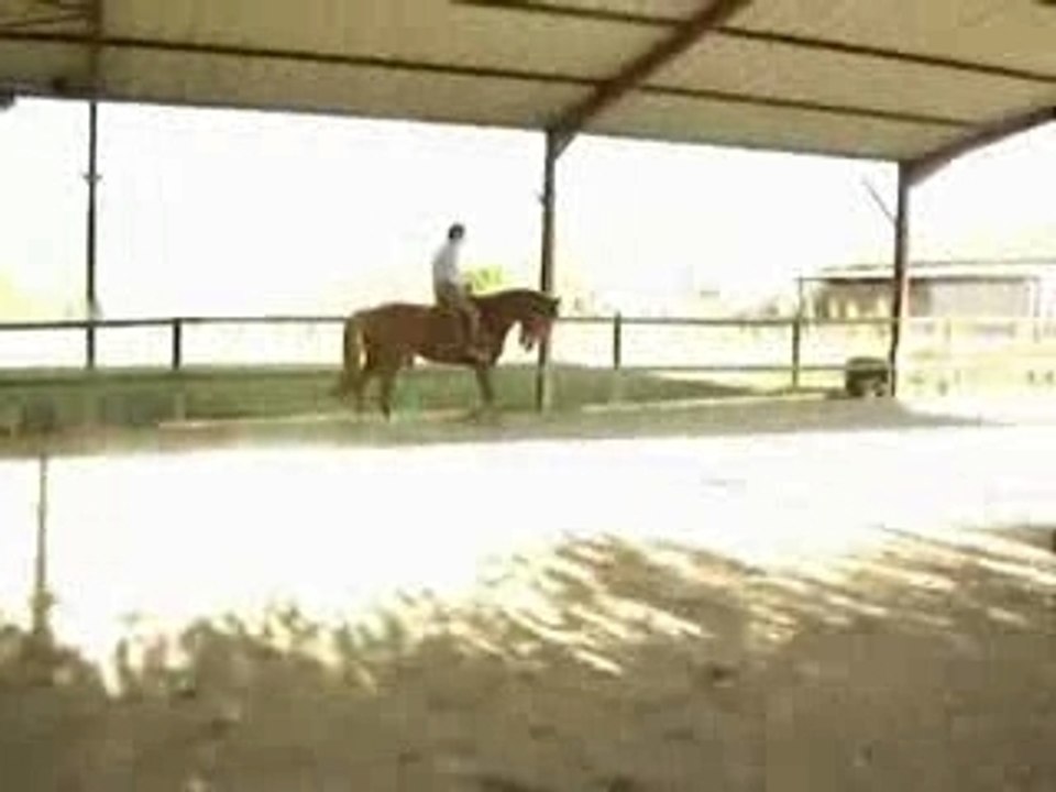 Magnifique jument Selle Français de 7 ans