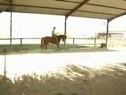 Magnifique jument Selle Français de 7 ans