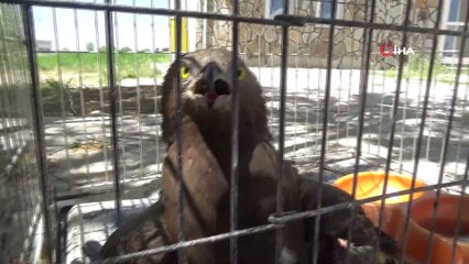 Kargaların yaraladığı Arı Şahinleri tedavi altına alındı