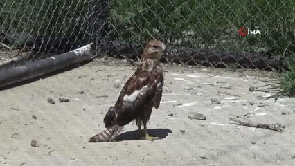 Kargaların yaraladığı Arı Şahinleri tedavi altına alındı