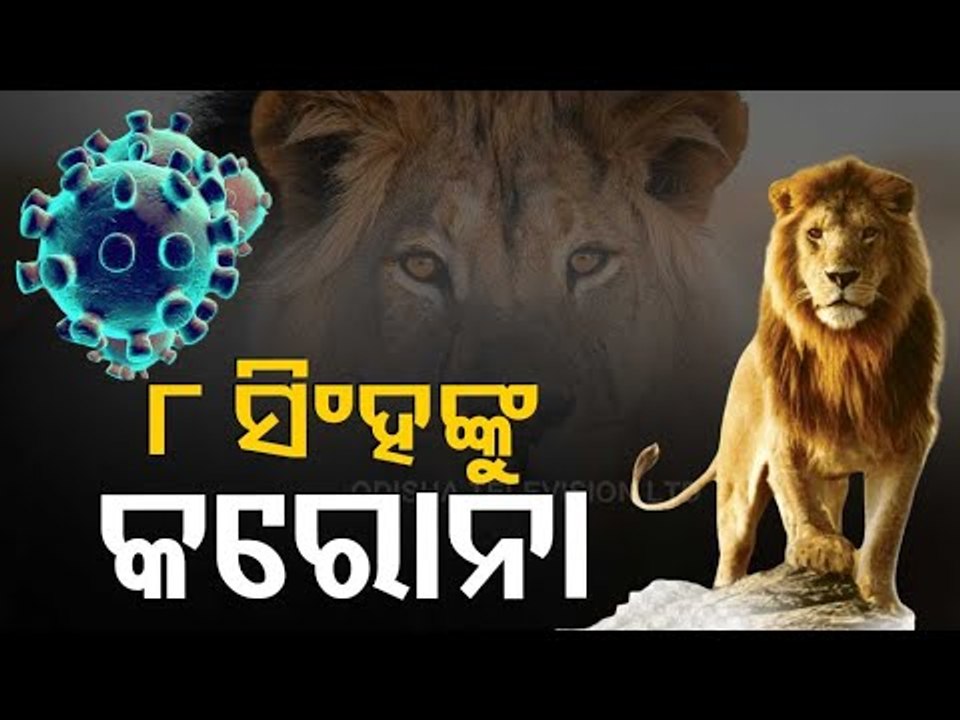 Environment Ministry Clarifies On 8 Lions Getting Infected By #Covid19 In Hyderabad Zoo