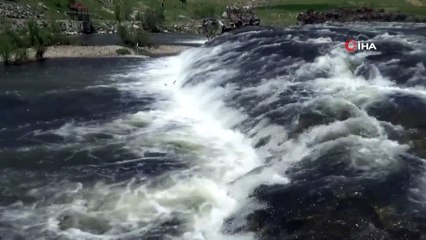 İnci kefali sazanlara uçmayı öğretti