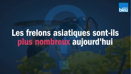 Y a-t-il plus de frelons asiatiques aujourd'hui ?