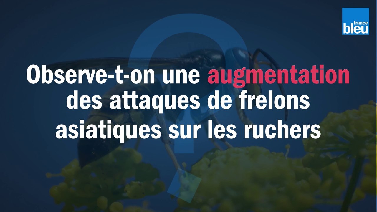 Observe-t-on une augmentation des attaques de frelons asiatiques sur les ruchers ?