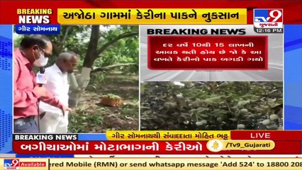 Cyclone Tauktae _  Strong winds destroy Mango crops in Gir Somnath _ Tv9GujaratiNews