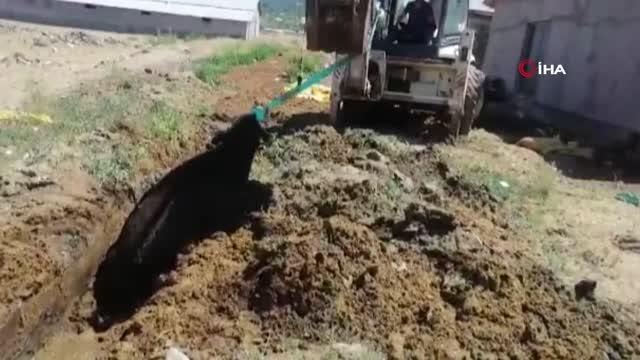 Çamura saplanan ineği itfaiye ekipleri kurtardı