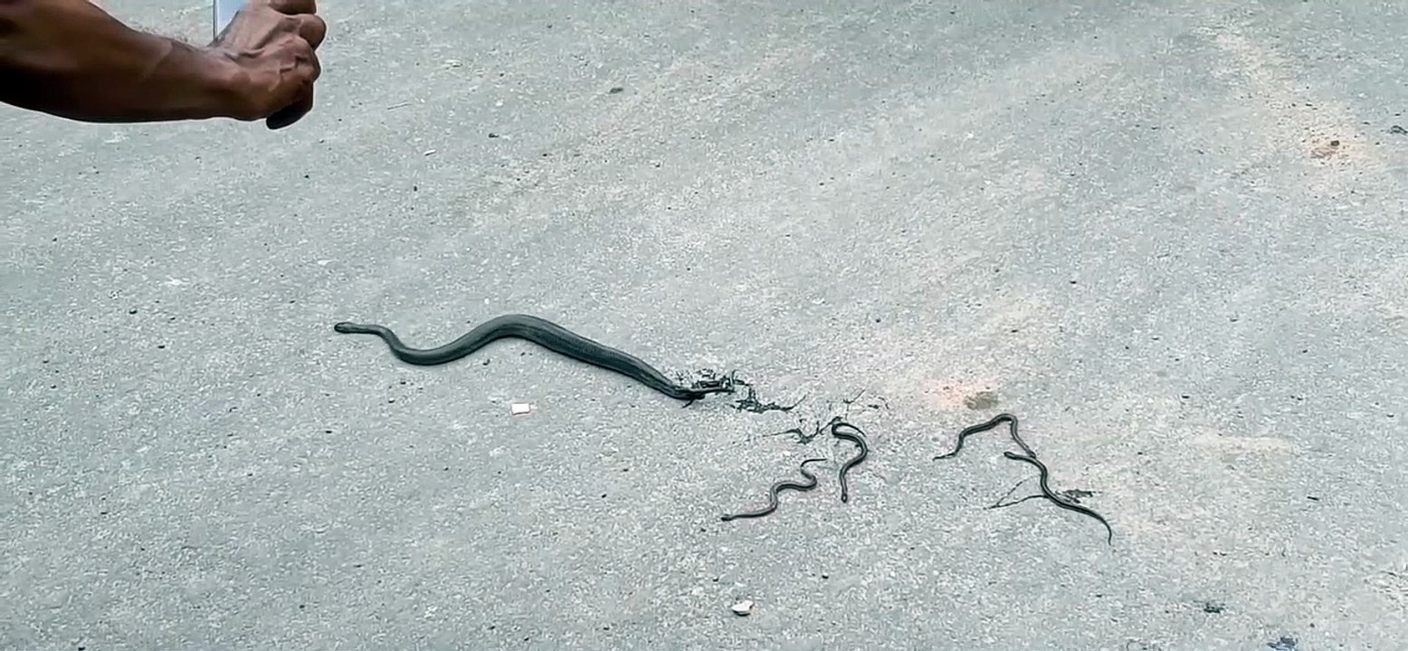 OMG Snake gives birth while crossing the Road