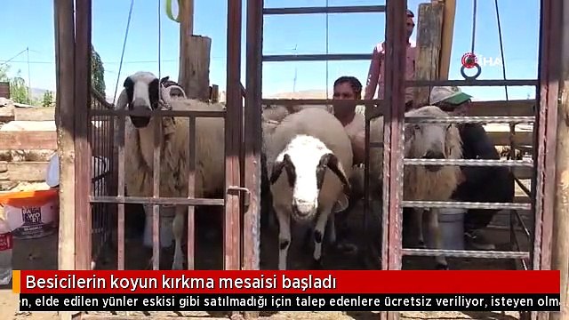 Besicilerin koyun kırkma mesaisi başladı