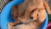 Baby Animals  Funny And Cute Cats And Dogs Videos Compilation (2019) Perros Y Gatos Recopilación