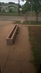 Cat Sprints Through Hail Storm Seeking Shelter