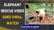 Elephant falls in pit, what happens next will leave you amazed| JCB rescues Elephant | Oneindia News