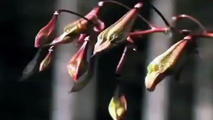 Himalaya kınaçiçeği tohumlarının suyla temasında ortaya çıkan doğa harikası görüntü!