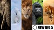 Los nuevos 'Big 5' de la fotografía de animales salvajes
