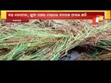 Nor'wester Rain Adds To Woes Of Bargarh Farmers