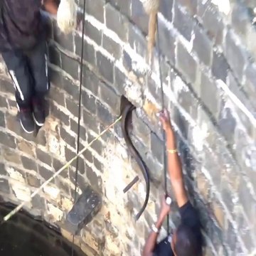 Dangerous Rescue Operation - Rescue indian rat snake in the well from Ahmednagar