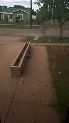 Cat Sprints Through Hail Storm Seeking Shelter
