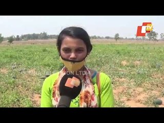 Special Story | Women In Karanjia Join Hands To Cultivate Watermelon, Earn Handsome Profit