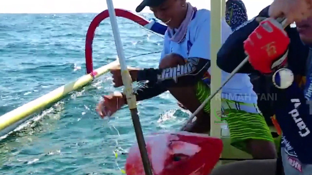 Ikan Laut Rubby Snapper
