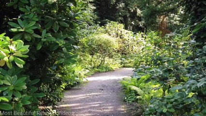 Green Nature Relaxation Music I Deep Sleeping Music I Green Relaxation I Beautiful Relaxing Music I