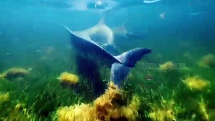 Ikan Lumba Lumba Air