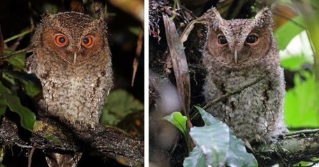 Bornéo : un hibou petit-duc a été revu pour la première fois depuis sa découverte il y a 125 ans