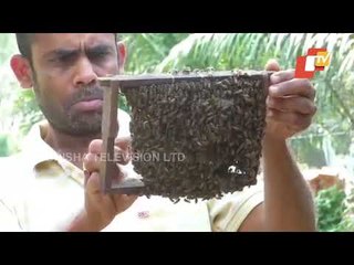 Special Story | Meet The Bee Man Of Nilagiri - OTV Report