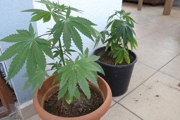 Son dakika haberi... EVİNİN TERASINDA HİNT KENEVİRİ YETİŞTİREN AFGAN GÖZALTINA ALINDI