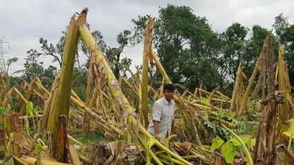 10 thousand acres of crop in Maha destroyed by Tautkae