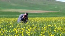 BİTLİS - Ahlat ovaları sarı düğün çiçekleriyle renklendi