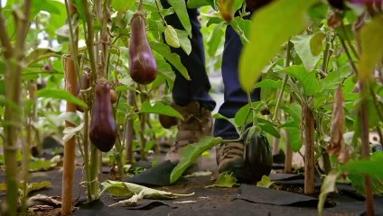 Simply Raymond Blanc episode 10