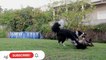 Cutes dogs | Cutest dog in the world | Cute dogs clips 2021#Baby Dogs - Cute and Funny Dog VideosPROOF Dogs Are The Most Dramatic animals #3  #funny dogs2021 Compilation