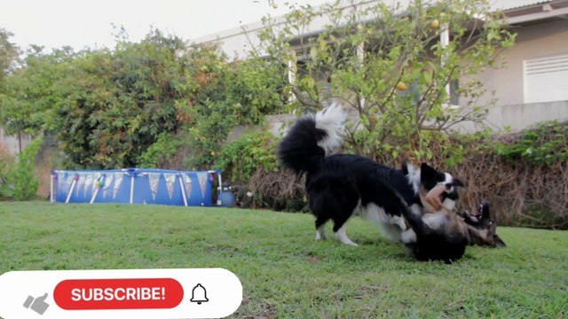 Cutes dogs | Cutest dog in the world | Cute dogs clips 2021#Baby Dogs - Cute and Funny Dog VideosPROOF Dogs Are The Most Dramatic animals #3 #funny dogs2021 Compilation