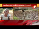 Paddy Crops Damaged In Nor'wester In Balasore