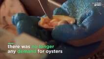 How the global pandemic has saved five million oysters
