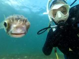 Ce poisson vient faire un petit selfie avec un plongeur... adorable