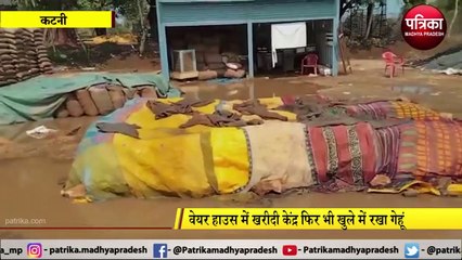 KATNI: बारिश में भीगा खुले में रखा हजारों क्लिंटल गेहूं