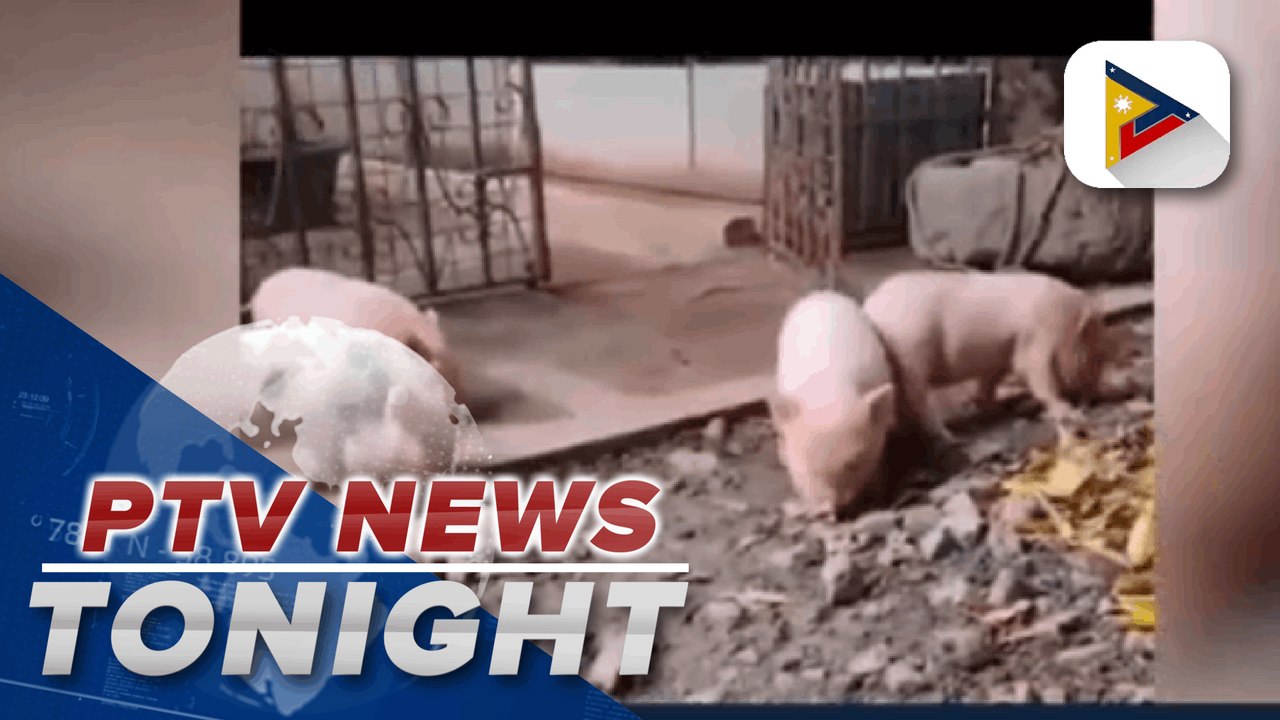 DA rolls out P600-M for distribution of sentinel pigs