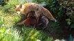 Family of Foxes Feeding