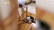 This Adorable and Really Smart Cat Figured Out How to Work a Water Cooler!
