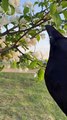 Pet Raven Gently Gives Owner some Flowers