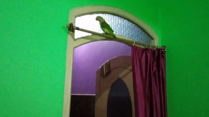 How this parrot go there must watch