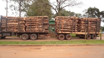 Investigan al ministro de Medio Ambiente de Brasil por venta ilegal de madera