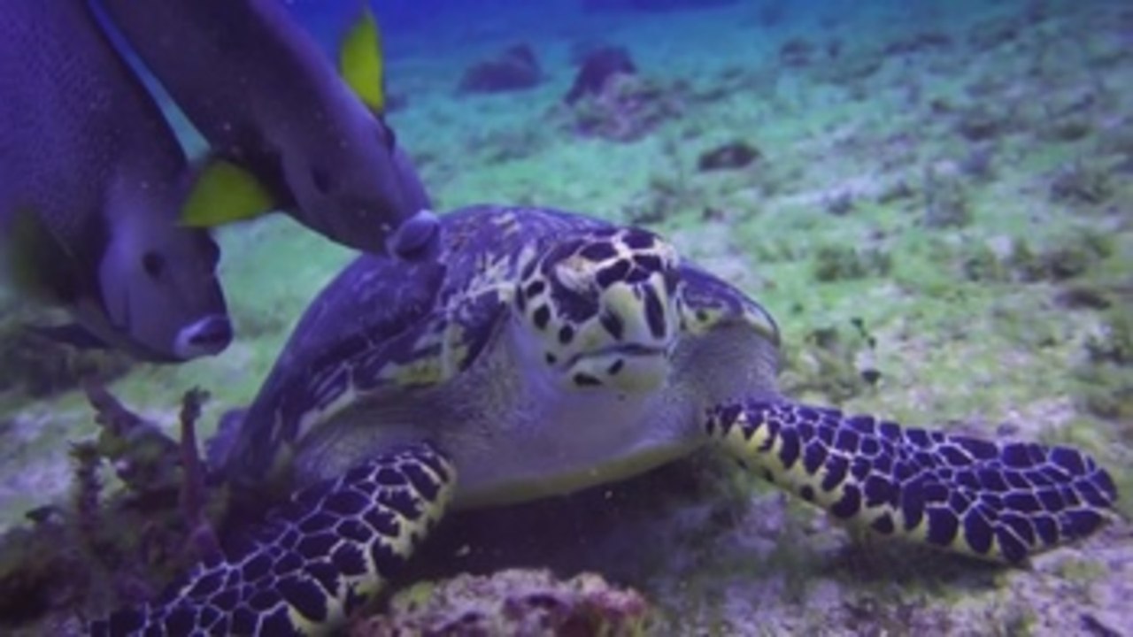 Clausura Summit4Oceans insiste en océanos como barrera al cambio climático