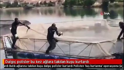 Dalgıç polisler bu kez ağlara takılan kuşu kurtardı