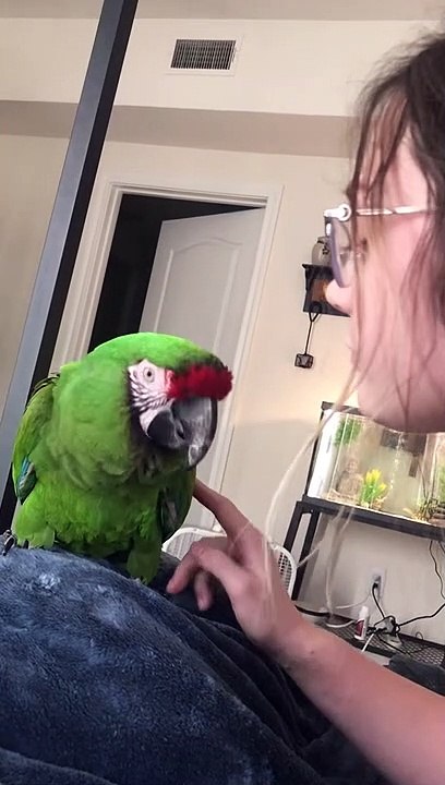 Macaw Parrot Plays Copycat