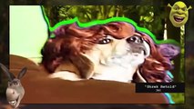 Film Theory: Beware Shrek'S Fatal Stench! (Shrek)
